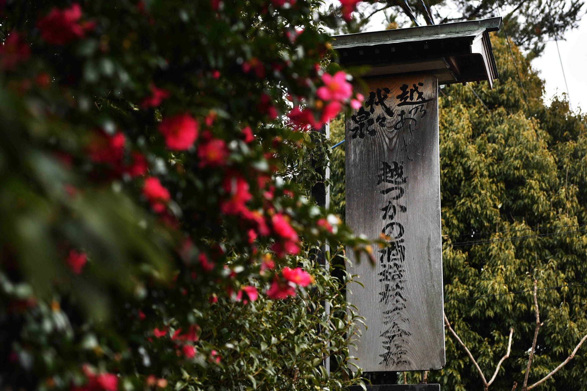 越つかの酒造の木看板と椿